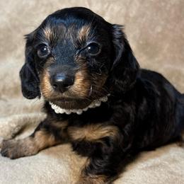 AKC Girl 2 - Black and tan female Dachshund puppy in Yuma, Arizona from M's puppy love