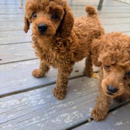 Ruby - Red  female Poodle puppy in Colerain, North Carolina from Lisa's Poodles