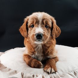 Black collar boy - Apricot male Goldendoodle puppy in Spokane, Washington from Beloved_doodles_WA