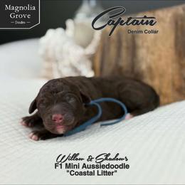Captain - Denim - Brown and white male Aussiedoodle puppy in Oxford, Alabama from Magnolia Grove Doodles