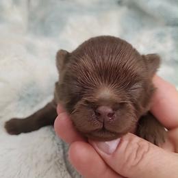 Boy 1 - Chocolate male Pomeranian puppy in Tulsa County, Oklahoma from CP Kennels