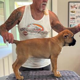 Hot Pink - Fawn female Cane Corso puppy in Paris, Texas from Knucklehead Cane Corso
