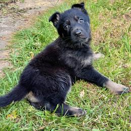 Matterhorn - Pink girl - Bi-color female German Shepherd puppy in Oakley, California from Von Guadachi German Shepherds & Audacity Border Collies