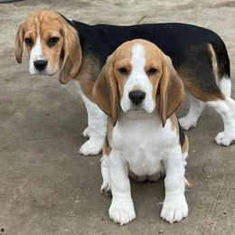 Beagles from DNA Beagles & Rotties