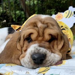Basset Hounds from Bravo Bassets