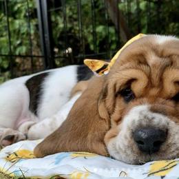 Basset Hounds from Bravo Bassets