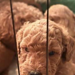 Goldendoodles from A&B Happybreeds