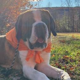Saint Bernards from KP Saint Bernards
