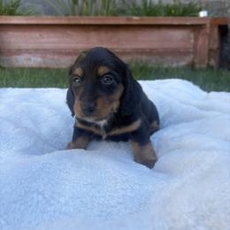 Buzz - Black and tan male Dachshund puppy in San Rafael, California from Alexandra's Mini Doxies