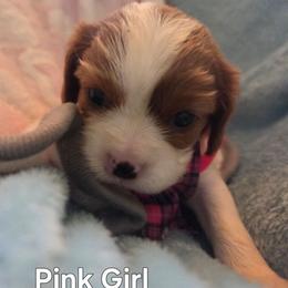Pink Girl - Blenheim female Cavalier King Charles Spaniel puppy in Forest Lake, Minnesota from Northern Lights Goldens