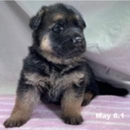 German Shepherd Puppies from American Viking GSD Ranch