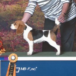 Hannah - Beagle