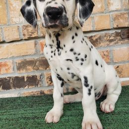 Cadillac-NN LUA - White and black Dalmatian puppy in Mckinney, Texas from 5 Alarm LUA Dalmatians & Bling Tiny Doodles