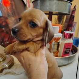 Boy 3 - Red male Dachshund puppy in Clayton, Indiana from Love Struck Miniature Dachshunds