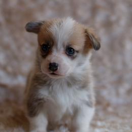 Girl 2 - Red female Pembroke Welsh Corgi puppy in La Grange, Wyoming from Merrygold Corgis