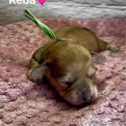 Reba - Red female Dachshund puppy in Jena, Louisiana from Amy’s Mini Doxies