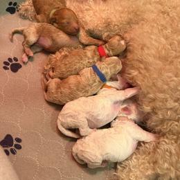 Goldendoodle puppies from Valley View Doodles