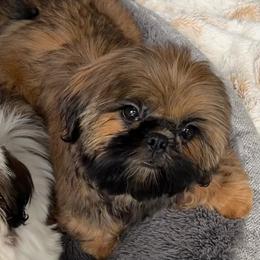 Shih Tzu puppies from Bayview Shih Tzu