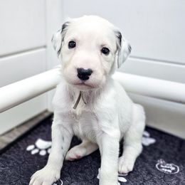 King Louie - White and black male Dalmatian puppy in Gray, Georgia from Fuller Spots