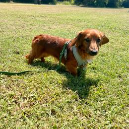 Maverick - Red male Dachshund puppy in Campbell, Texas from Blooming Grace Homestead