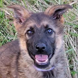 Purple Collar - Brooklyn - Sable female German Shepherd puppy in Augusta, West Virginia from Cricket Hollow Canines