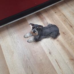 Ellie - Miniature Schnauzer