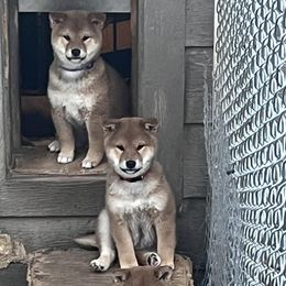 Fred - Red male Shiba Inu puppy in Summerset, South Dakota from Kuro Oka Shibas