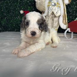 Grey boy - Merle male Bernedoodle puppy in Modesto, California from Two Doods Doodles