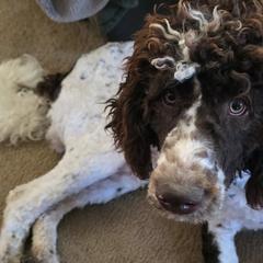 Double Doodles from Lazy t ranch