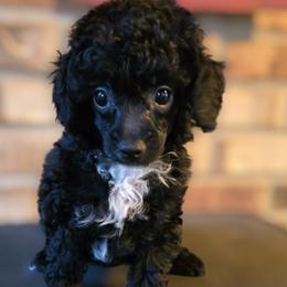 Bella - Black female Poodle puppy in Lucedale, Mississippi from Simply Poodle