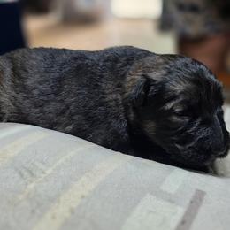 Rissa - Sable female German Shepherd puppy in Altoona, Florida from Blue Line Shepherds