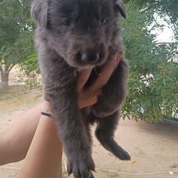 Girl 3 - Blue female German Shepherd puppy in Cochise, Arizona from Freiheit Von Himmel  Shepherds