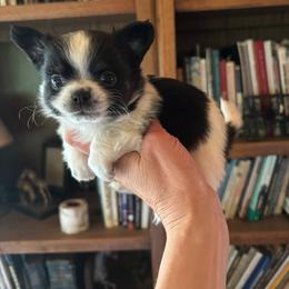 Black female - Black and white female Chihuahua puppy in Isanti, Minnesota from Happy Little Chihuahuas