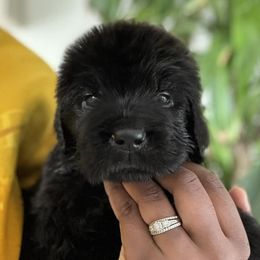 Newfoundland Puppies from Knallhart Kennels
