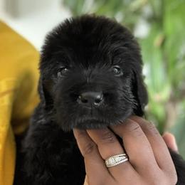 Newfoundland Puppies from Knallhart Kennels
