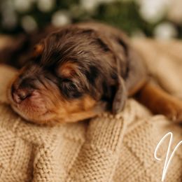 Noni - Merle female Cockapoo puppy in Grants Pass, Oregon from Royal Empire Bernedoodles
