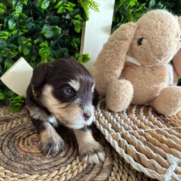 Miriam - Liver female Miniature Schnauzer puppy in Hemet, California from Journee Home Mini Schnauzers