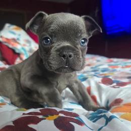Pickles - Blue male French Bulldog puppy in Stroudsburg, Pennsylvania from Puppyville Pa Shih Tzu & frenchies