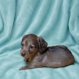 Weston - Red male Dachshund puppy in Richmond, Virginia from Paw Prints