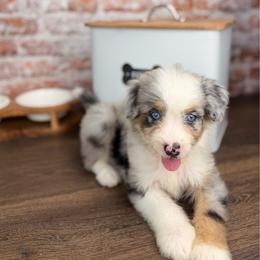 Penne BLUE EYES - male Australian Mountain Doodle puppy in Sweetwater, Florida from Sandy Snout Doodles