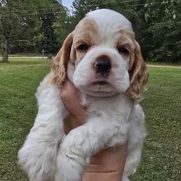 Captain - Red and white male Cocker Spaniel puppy in Florence, South Carolina from Reddick's American Cocker Spaniels