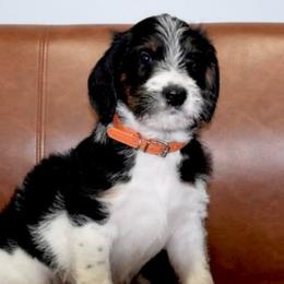 Joy (Orange Band) - Tri-color male Labradoodle puppy in Plainfield, New Jersey from Caris Paws Poodles and Labradoodles