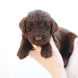 Lassen - female Newfypoo puppy in Marshallville, Ohio from Windy Hill Dogs