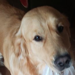 Baloo  - Golden Retriever