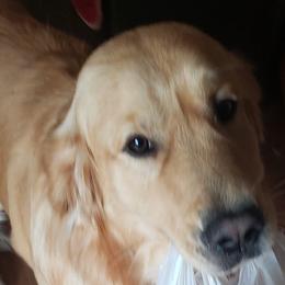 Baloo  - Golden Retriever