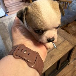 Clover - Fawn and white female Chihuahua puppy in Madison, Virginia from KimberGlen Chihuahuas