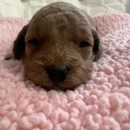 Cavapoo puppies from Pawfect Companions