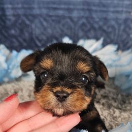 Pup 2 - Black and tan male Yorkshire Terrier puppy in Polk City, Florida from Yorkies by Casey