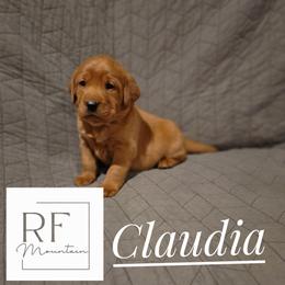 Labrador Retriever Puppies from Rebecca Lehman