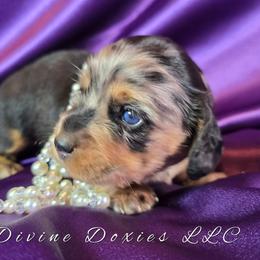 Estelle - Dapple female Dachshund puppy in Kansas City, Missouri from Divine Doxies LLC